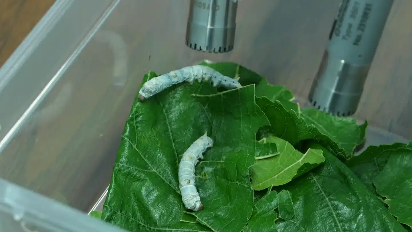 Two silkworms feed on mulberry leaves inside a transparent test box while two Zhaohua Electronics CRYSOUND measurement microphones record the weak sound.
